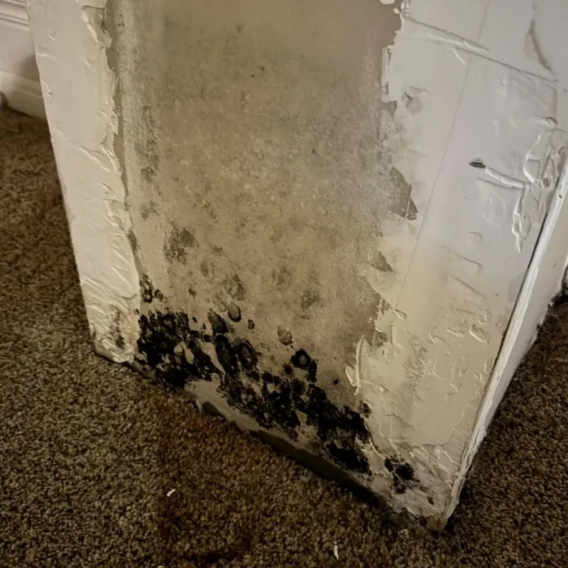 Professional Mold Removal in Bourg, LA